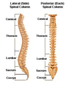 chronic-vs-acute-back-pain